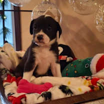 Thumbnail photo of Sage #1