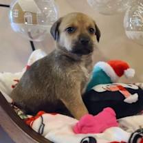 Thumbnail photo of Pecan #1