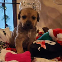 Thumbnail photo of Pecan #2