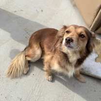 Thumbnail photo of Brindle litter #3