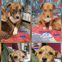 Thumbnail photo of Brindle litter copy #1 #1