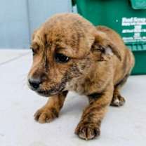 Thumbnail photo of Brindle litter copy #1 #2