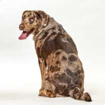 Thumbnail photo of Squanch #2