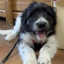 Thumbnail photo of Wallace #1