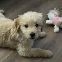 Thumbnail photo of Lucy #1