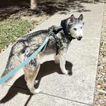 Thumbnail photo of Blue #1