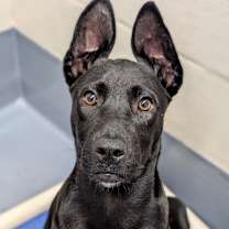 Thumbnail photo of Marty (puppy) - ECAS #1