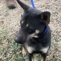 Thumbnail photo of Molly #3