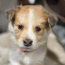 Thumbnail photo of Puppy 8 #2