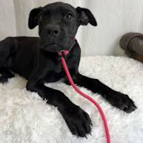 Thumbnail photo of Mia #2