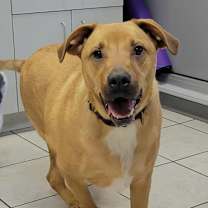 Thumbnail photo of Hank #1