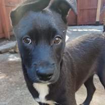 Thumbnail photo of Bella #1