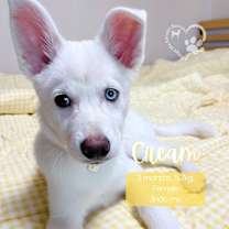 Thumbnail photo of Cream #2