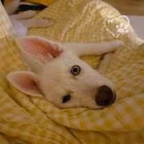 Thumbnail photo of Cream #4