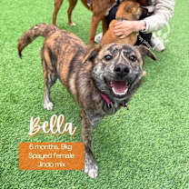 Thumbnail photo of Bella #1