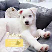Thumbnail photo of Cream #1