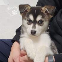 Thumbnail photo of Aru #4