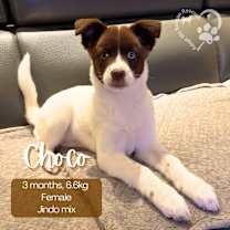 Thumbnail photo of Choco #1