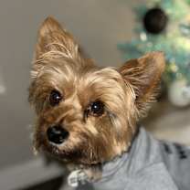 Thumbnail photo of Lux #1