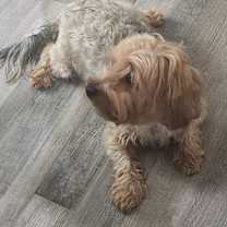 Thumbnail photo of Zazu #2