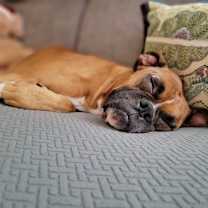 Thumbnail photo of Bruce #2