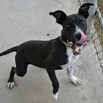 Thumbnail photo of Tizzy #2