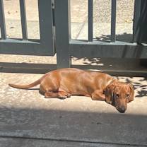 Thumbnail photo of Henry #3