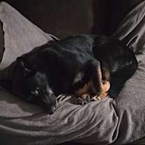 Thumbnail photo of Bruno #2