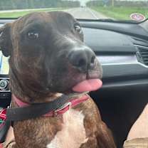 Thumbnail photo of Boba #2