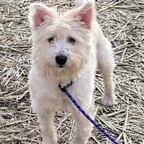 Thumbnail photo of Jinx #1