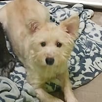 Thumbnail photo of Jinx #2