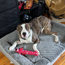 Thumbnail photo of Odin #4