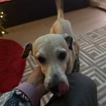 Thumbnail photo of Rocky #1