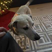 Thumbnail photo of Rocky #3