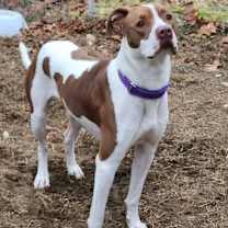 Thumbnail photo of ALI #3