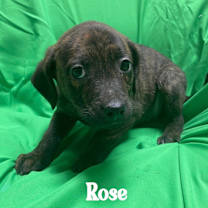 Thumbnail photo of Rose #4