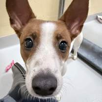 Thumbnail photo of Codi #1