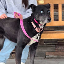 Thumbnail photo of Athena #2