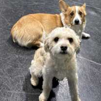 Thumbnail photo of Fern  #1