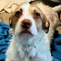 Thumbnail photo of SHANIA #3