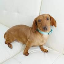 Thumbnail photo of Miata #1