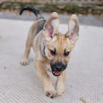 Thumbnail photo of Muffin #4