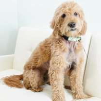 Thumbnail photo of Scottie #1