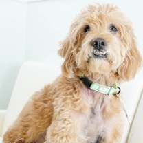 Thumbnail photo of Scottie #2