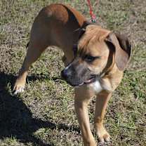 Thumbnail photo of APOLLO #3