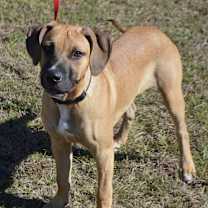 Thumbnail photo of APOLLO #2