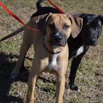 Thumbnail photo of APOLLO #4