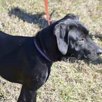 Thumbnail photo of ZEUS #4