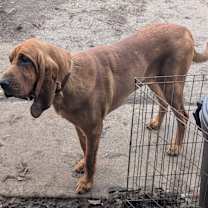 Thumbnail photo of Henry #2