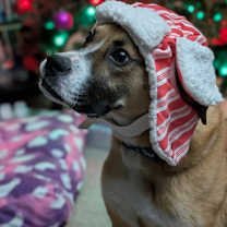 Thumbnail photo of Claus #2